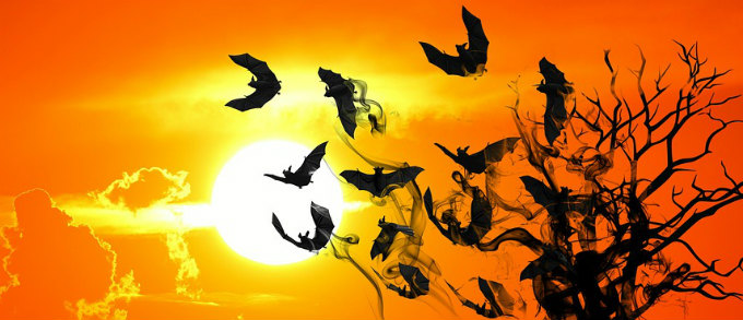 Bats flying on sunset