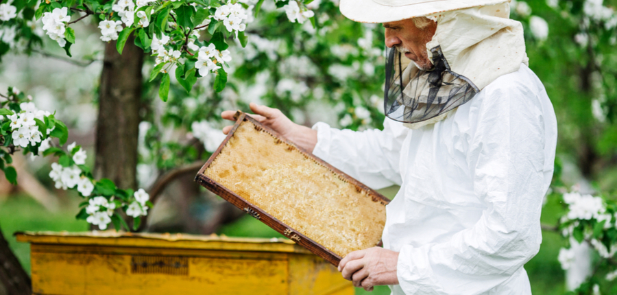 a beekeeper taking hive