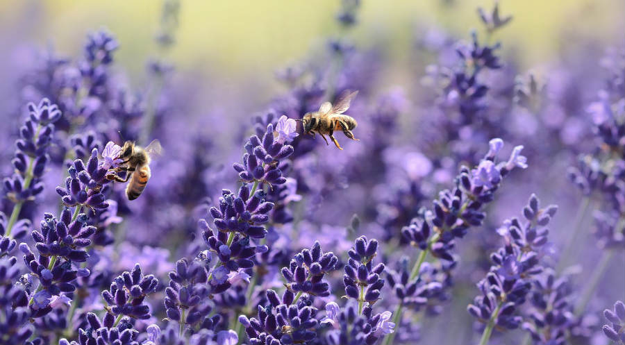 bee removal post