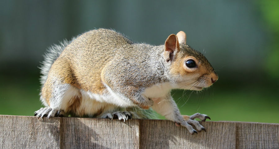 Squirrels control cost