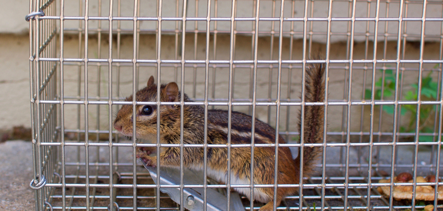 chipmunk in a cage