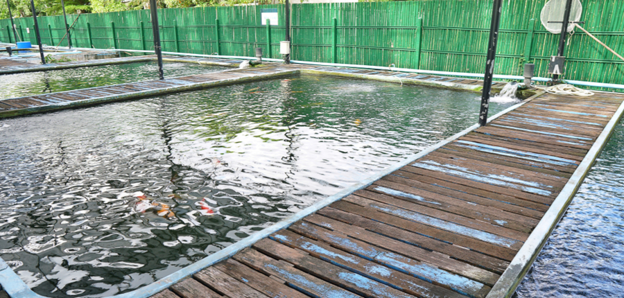 water gushing out of koi pond fish farm